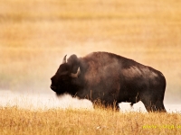 Bison bison (Linnaeus, 1758)