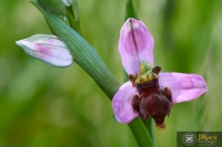 Ophrys apifera f. fulvofusca (M.P.Grasso & Scrugli) P.Delforge