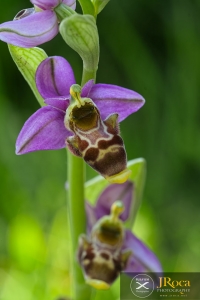 Ophrys corbariensis J.Samuel & J.-M.Lewin
