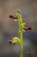 Ophrys balearica  ×  Ophrys forestieri