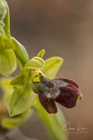 Ophrys balearica  ×  Ophrys forestieri