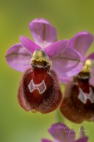 Ophrys balearica  ×  O. tenthredinifera
