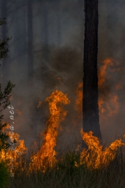 Fire, both prescribed and wild, plays a vital role within Big Cypress National Preserve