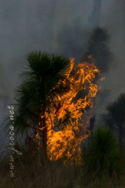 Fire in the Big Cypress National Preserve