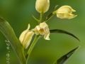 Cephalanthera damasonium (Mill.) Druce