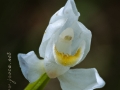 Cephalanthera longifolia (L.) Fristch