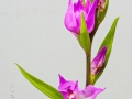 Cephalanthera rubra (L) L.C.M. Richard