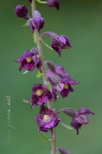 Epipactis atrorubens (Hoffm.) Besser