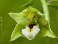 Epipactis bugacensis subsp. rhodanensis (Gévaudan & Robatsch) Wucherpf.