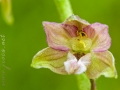 Epipactis distans Arv.-Touv.