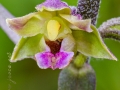 Epipactis kleinii M.B. Crespo, M.R. Lowe & Piera