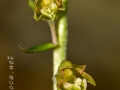 Epipactis microphylla (Ehrh.) Sw.