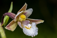 Epipactis palustris (L.) Crantz