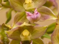 Epipactis tremolsii Pau