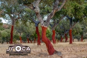 Quercus suber L.