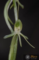 Habenaria tridactylites Lindl.