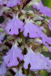 Himantoglossum metlesicsianum (W.P.Teschner) P.Delforge