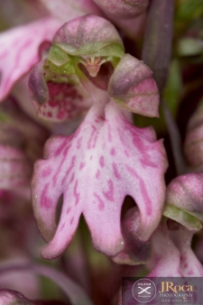 Himantoglossum robertianum (Loisel.) P. Delforge