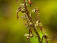 Neottia cordata (L.) Rich.