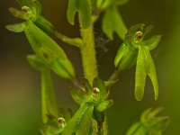 Neottia ovata (L.) Bluff & Fingerh.