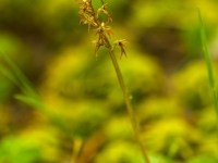 Neottia cordata (L.) Rich.