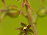 Neottia cordata (L.) Rich.