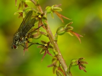 Neottia cordata (L.) Rich.