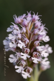 Neotinea (Orchis) conica (Willdenow) R.M.Bateman, Pridgeon and M.W.Chase