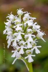 Neotinea (Orchis) conica (Willdenow) R.M.Bateman, Pridgeon and M.W.Chase