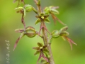 Neottia cordata (L.) Rich.