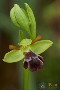 Ophrys algarvensis D. Tyteca, Benito & M. Walravens