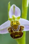 Ophrys apifera Huds., Fl. Angl.