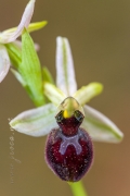Ophrys arachnitiformis Gren. & Philippe (1859)