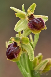 Ophrys araneola Rchb.