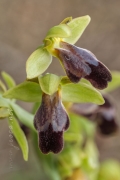 Ophrys cf. arnoldii P.Delforge