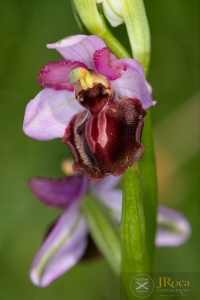 Ophrys aveyronensis (J.J.Wood) H.Baumann & Künkele