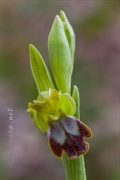 Ophrys bilunulata Russo