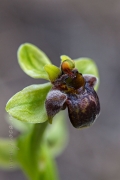Ophrys bombyliflora Link (1799)