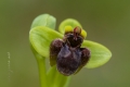 Ophrys bombyliflora Link (1799)