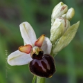 Ophrys castellana J. & P. Devillers-Terschuren