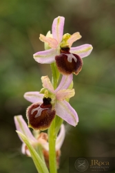 Ophrys catalaunica x Ophrys araneola