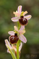 Ophrys catalaunica x Ophrys araneola