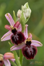 Ophrys catalaunica x Ophrys passionis