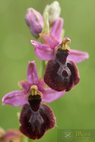 Ophrys catalaunica x Ophrys passionis