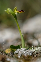 Ophrys dianica M.R. Lowe , Piera , M. B. Crespo & J.E. Arnold