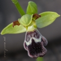 Ophrys dyris Maire