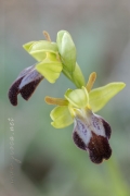 Ophrys forestieri (Rchb. f.) Lojacono