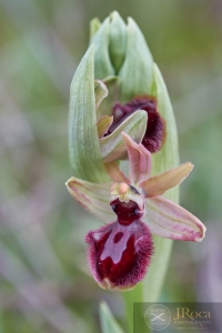 Ophrys incubacea Bianca ex Tod. subsp. pacensis F.M.Vázquez