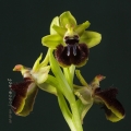 Ophrys incubacea Bianca ex Tod.