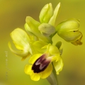 Ophrys lutea (Gouan) Cav.